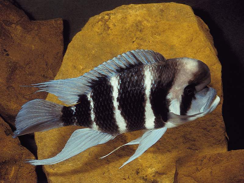 img_fish_big_frontosa.jpg - 83042 Bytes