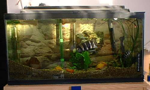 Show Tank